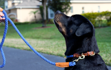 Durable Leashes for Active Dogs
